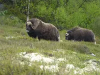 Dovre6.webp