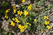 Blüten26.webp