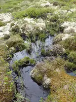 Dovre7.webp