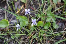 Blüten27.webp