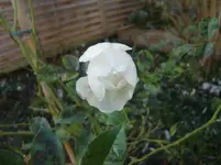 CIMG4176.webp