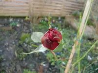 CIMG4177.webp