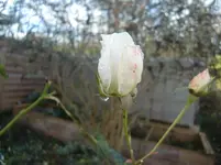 CIMG4178.webp