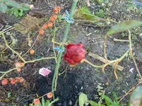 CIMG4184.webp