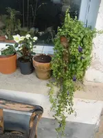 CIMG4196.webp