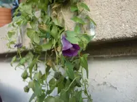 CIMG4200.webp
