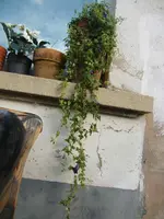 CIMG4199.webp