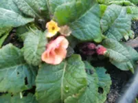 CIMG4181.webp