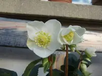 CIMG4197.webp