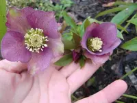 CIMG9851.webp
