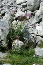 30.webp
