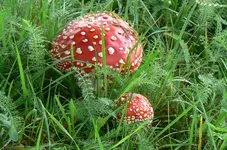 26.webp