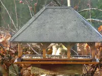 Vögel1.webp