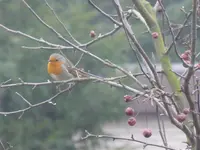 Vögel3.webp