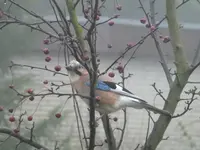 Vögel4.webp