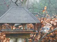 Vögel5.webp