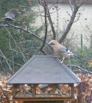 Vögel2.jpg