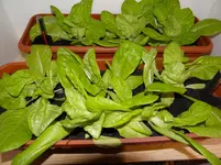 Salat1.webp