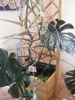 Monstera.webp