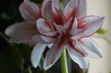 _DSC3841.webp