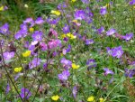 Blüten60.jpg