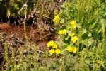 Blüten52.jpg