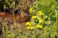 Blüten52.webp