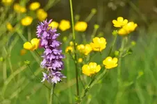 Blüten57.webp