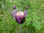 Blüten41.jpg