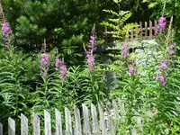 Blüten62.webp