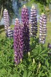 Blüten40.jpg
