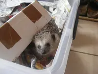 Igel 18.12.2013.webp