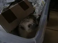 Igel2 18.12.2013.webp