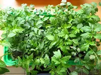 tomatenzöglinge_sub0.webp