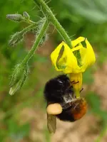 tomatenzöglinge_sub1.webp