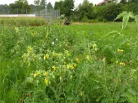 tomatenzöglinge_sub2.webp