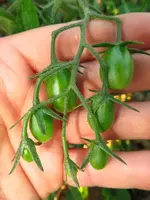tomatenzöglinge_sub4.webp