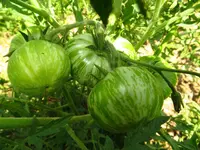 tomatenzöglinge_sub5.webp