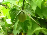 tomatenzöglinge_sub6.webp