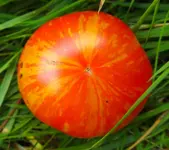 tomatenzöglinge_sub10.webp