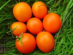 tomatenzöglinge_sub11.jpg