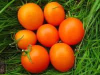 tomatenzöglinge_sub11.webp