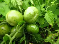 tomatenzöglinge_sub13.webp