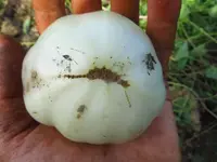 tomatenzöglinge_sub14.webp