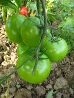 tomatenzöglinge_sub15.webp