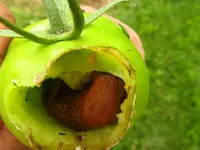 tomatenzöglinge_sub16.webp