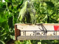 tomatenzöglinge_sub17.webp