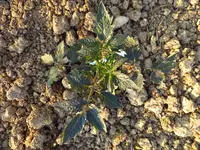 tomatenzöglinge_sub18.webp