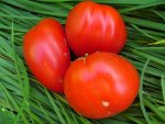 tomatenzöglinge_sub21.jpg