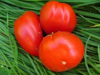 tomatenzöglinge_sub21.webp